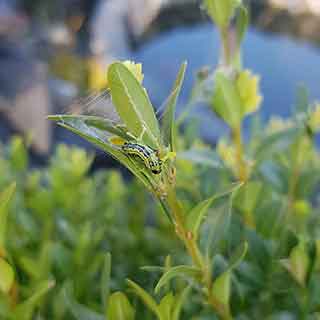 Wins and looses in garden ' boxwood moth