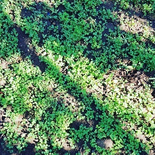 Micro clover lawn in making