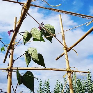Bamboo trellis for climbing beans