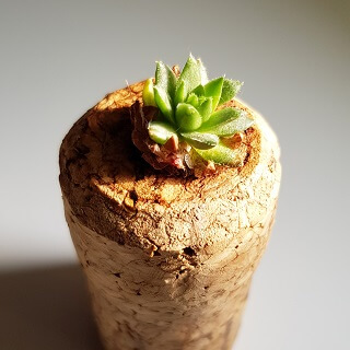 Succulent in a cork!