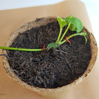 Small strawberry plant in its container