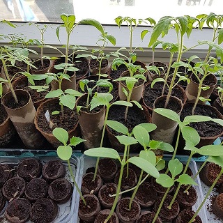 Growing tomatoes on windowsill with amaranth and cucumbers