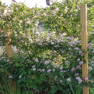 blackberries in bloom